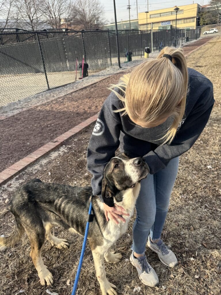 Staff member in PSPCA jacket sitting on the ground outside the shelter cuddling a brindle shepherd mix on a leash