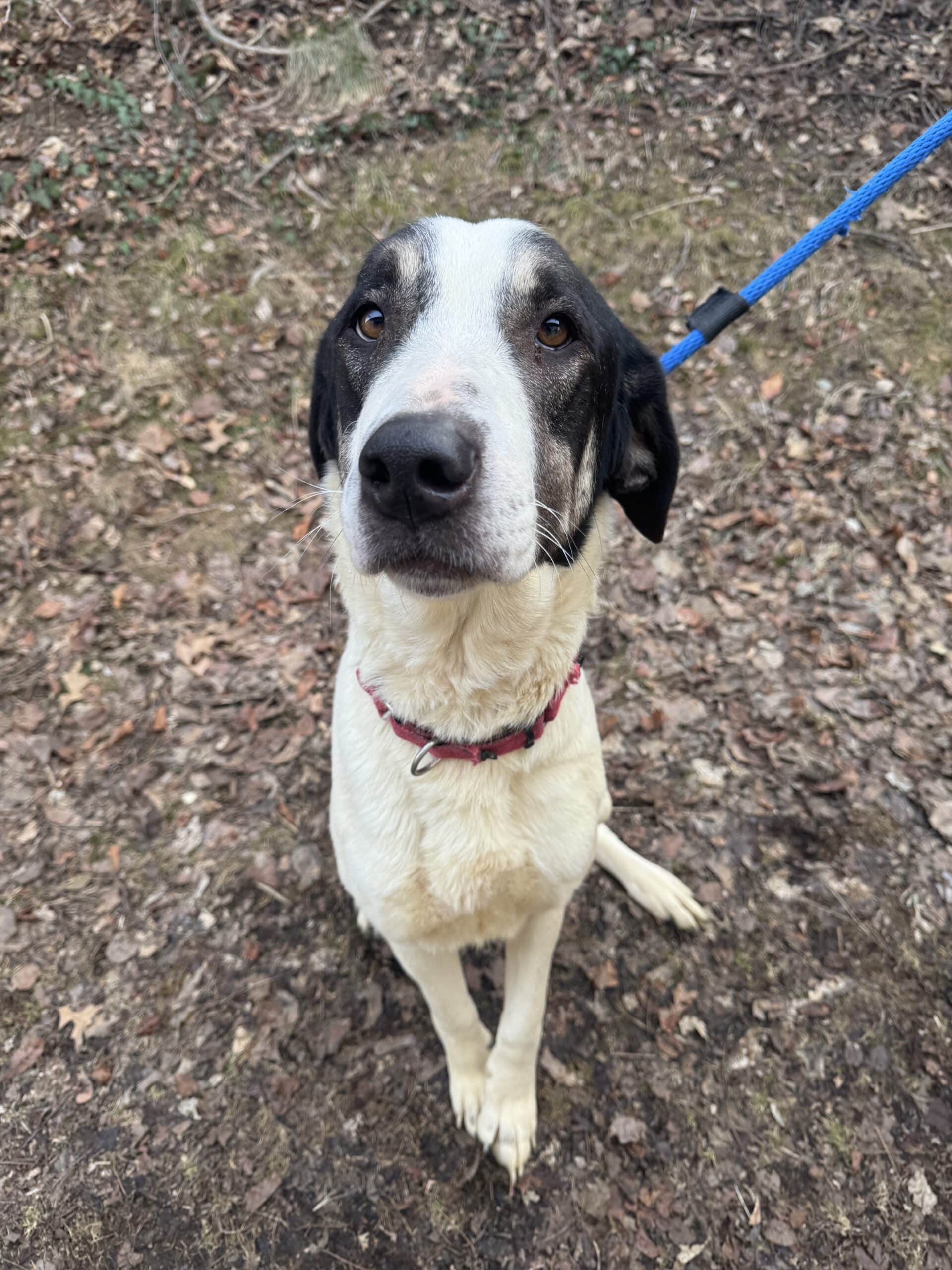 Black and white mixed breed dog on a blue leash looking up at camera on a leafy outdoor path