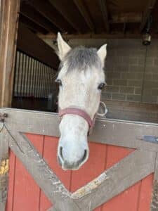 Horse peering over a red barn door at the PSPCA large animal facility