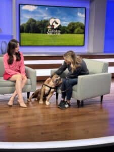 PSPCA staff member with a brindle dog on a TV news set with 'Clear the Shelters' graphic on screen