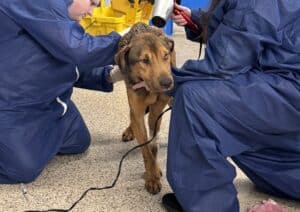 Two staff members in blue coveralls examining a brown hound mix on the shelter floor with medical equipment nearby