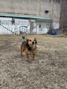 Brown hound mix on a green-and-black leash standing in a muddy yard area outside the shelter, looking at camera