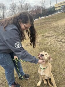 PSPCA staff member sitting in a yard area scratching a tan hound puppy's chin, dog looking happy and engaged