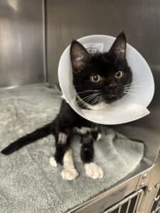 Young black and white kitten wearing a cone of shame in a stainless steel kennel, big golden eyes gazing at camera — com