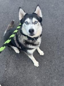 Blue-eyed Husky puppy sitting on pavement looking up at camera with bright expression and green leash — stunning portrai