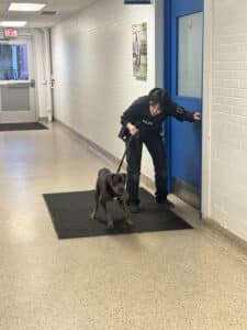 PSPCA humane law enforcement officer in full uniform posing with a dark-coated dog on a mat in the shelter lobby