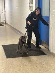 Same PSPCA law enforcement officer and dark dog from a slightly different angle in the shelter lobby