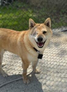 Smiling Shiba Inu in warm sunlight at the PSPCA shelter