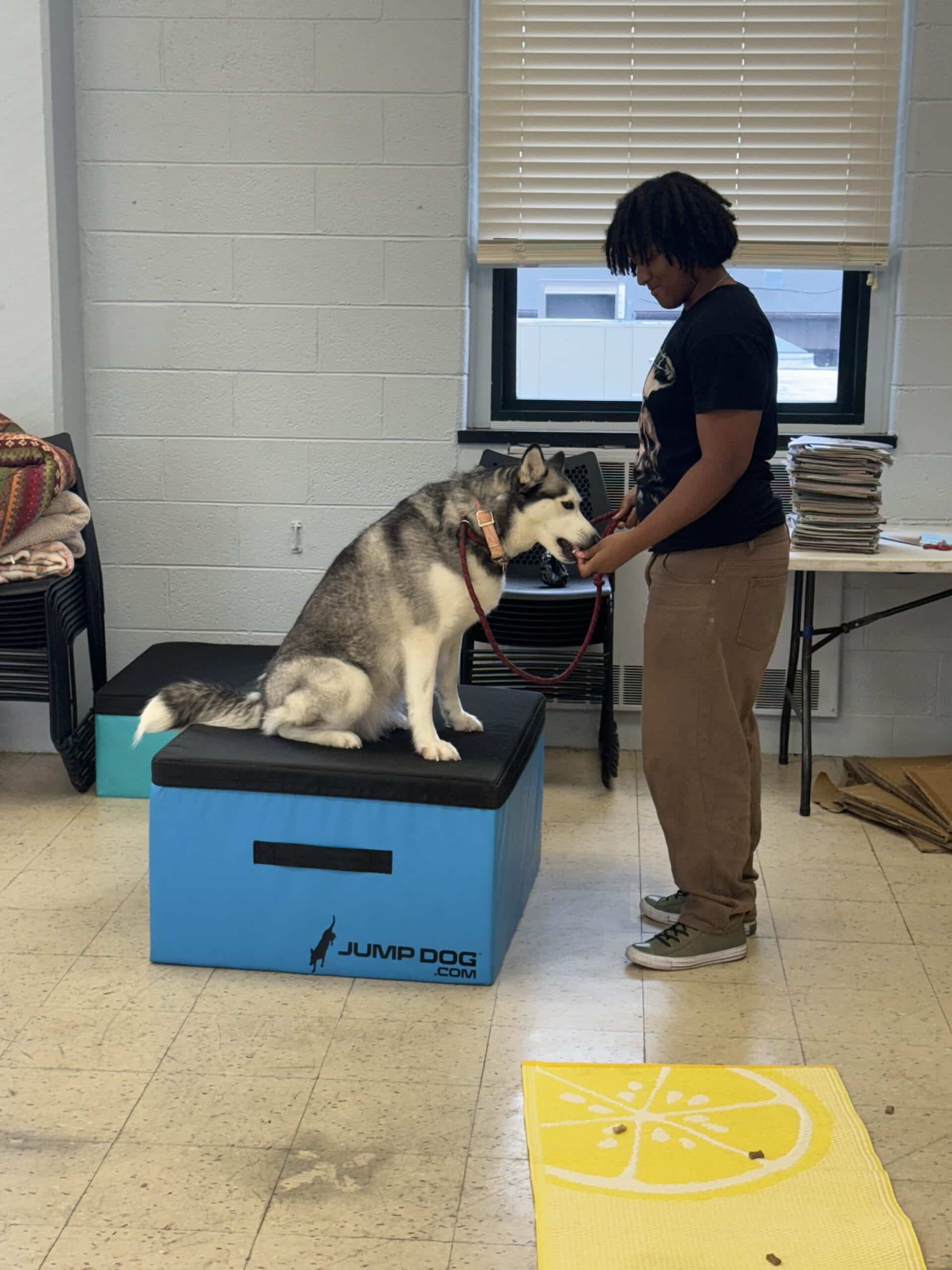 Staff member working with a husky on a 'Jump Dog' agility platform inside the shelter — enrichment and training moment