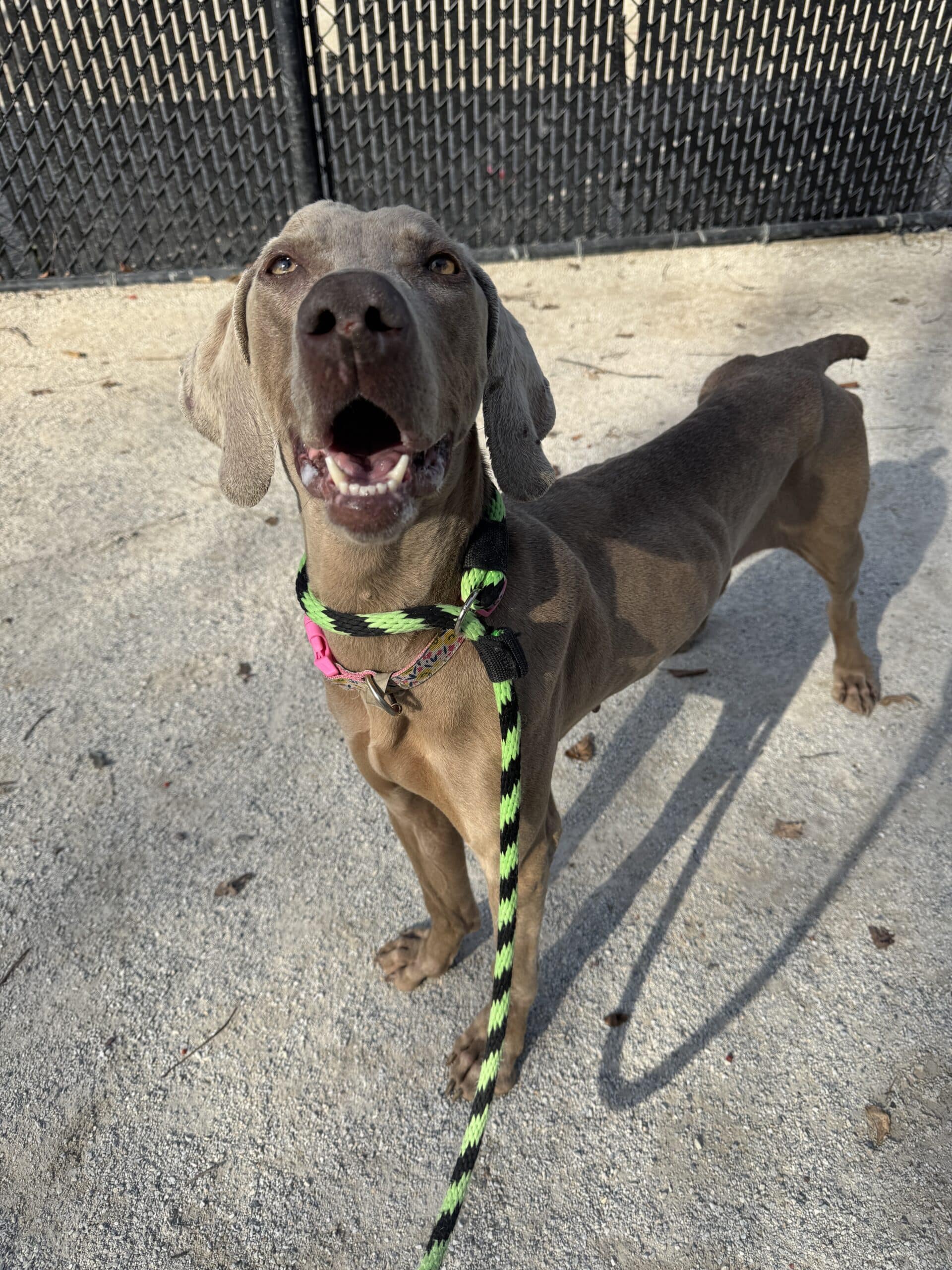 Blue/grey pit bull with pink and green leash standing on concrete looking up with a big open-mouthed smile