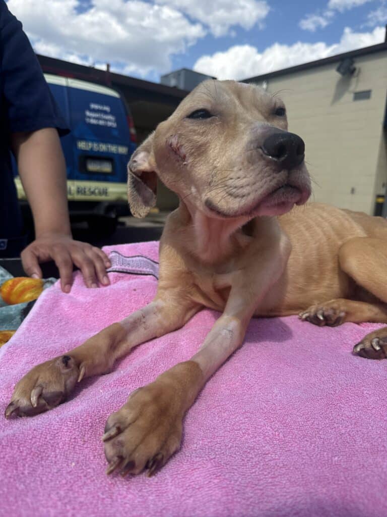 Rescued pit bull puppy wrapped in a pink towel being carried by PSPCA staff