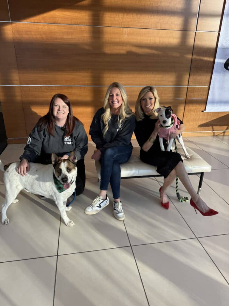 Two PSPCA staff in black jackets with a white and brown pit bull in a modern lobby, one holding a stuffed animal — TV or