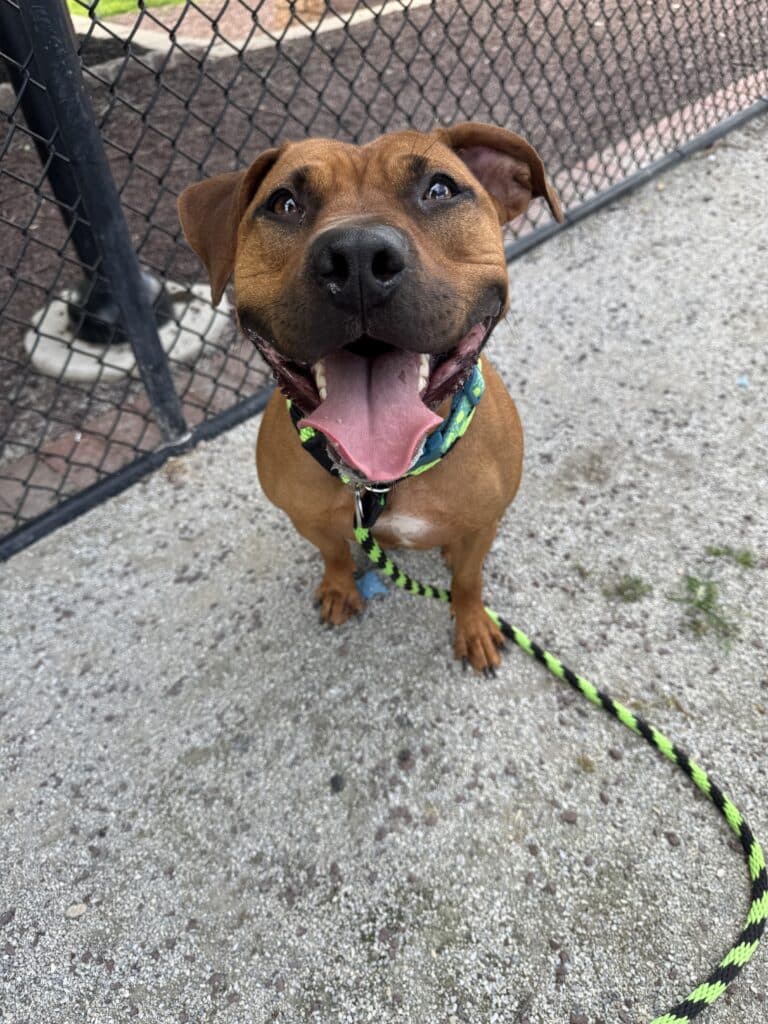 Tan red-nosed pit bull with tongue out and green-and-black braided leash looking up at camera on concrete in the shelter
