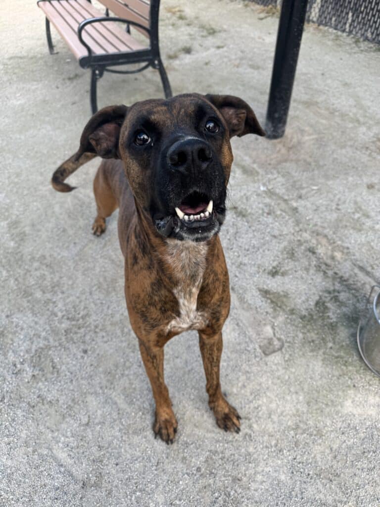 Dark brindle pit bull looking up at camera with open mouth on concrete, standing near a metal bench