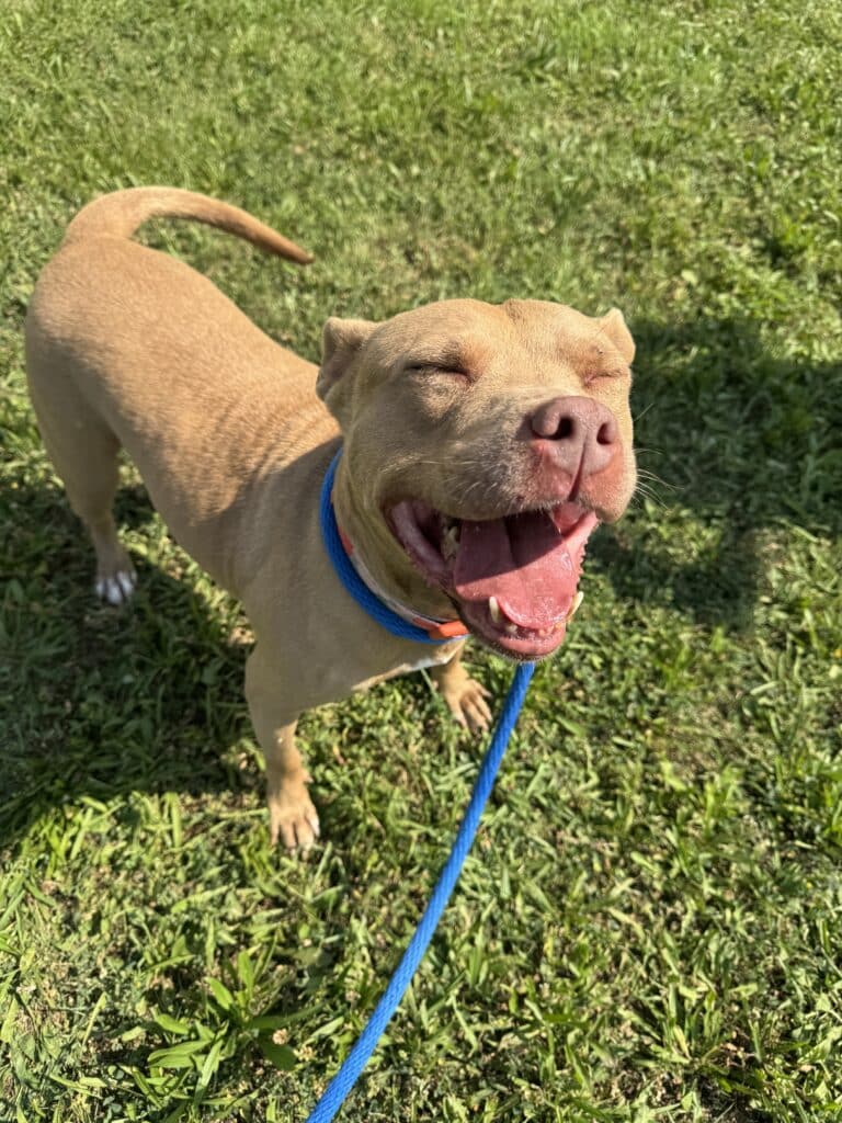 Tan pit bull with blue collar jumping with joy on green grass in sunshine, tongue hanging out