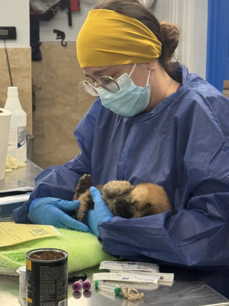 Female vet tech in blue surgical gown, mask, and yellow headband cradling a tiny kitten in blue-gloved hands on a green