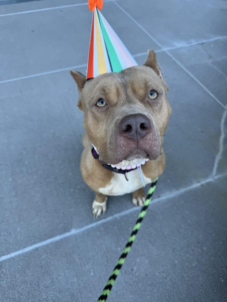 Tan pit bull wearing a rainbow party hat looking up at camera with a huge grin on grey concrete — irresistibly joyful bi