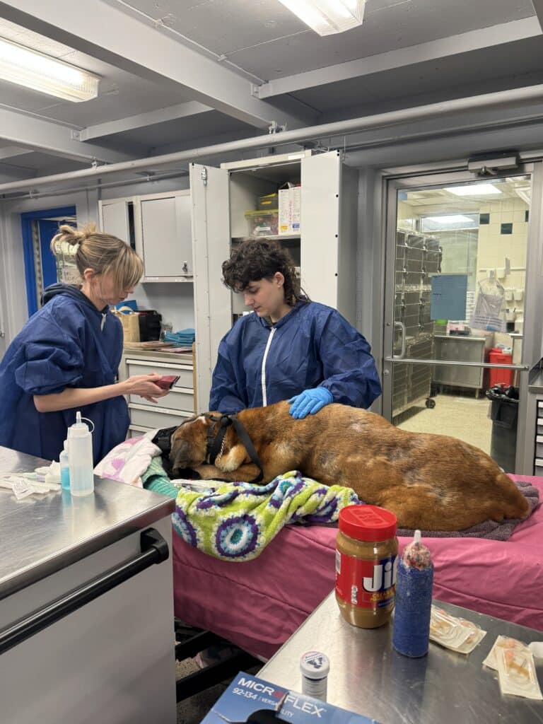 Dos técnicos veterinarios con batas azules atienden a un perro de caza grande de color marrón claro sobre una mesa de exploración de acero inoxidable, con material para intravenosos y mantequilla de cacahuete.