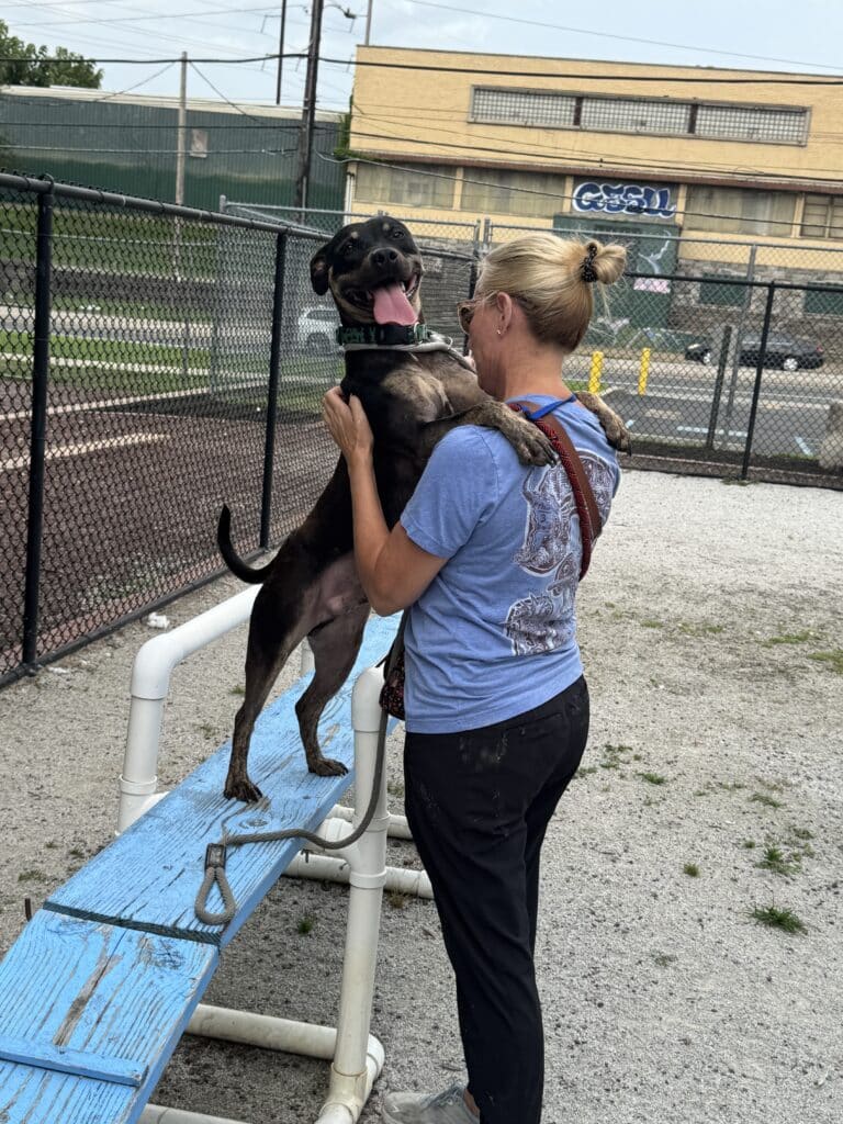 Mujer rubia con una camiseta azul de la PSPCA, sentada en un banco de metal, acariciando a un pitbull atigrado oscuro con la lengua fuera, al aire libre.