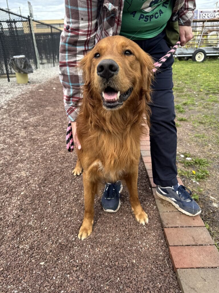 Un peludo cruce de chow-chow y golden retriever de pelaje rojo, con la lengua fuera, sentado junto a un miembro del personal que lleva una camiseta verde de la PSPCA en un camino de grava.