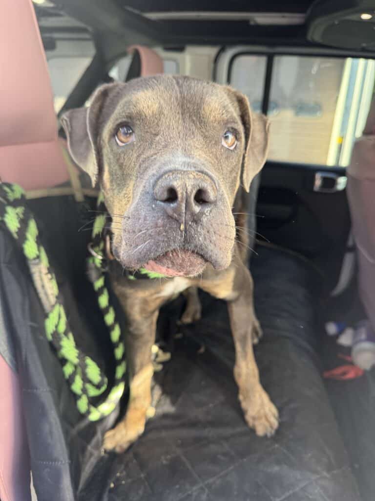 Dark brindle pit bull with green-and-black braided leash sitting in the front seat of a vehicle looking up at camera