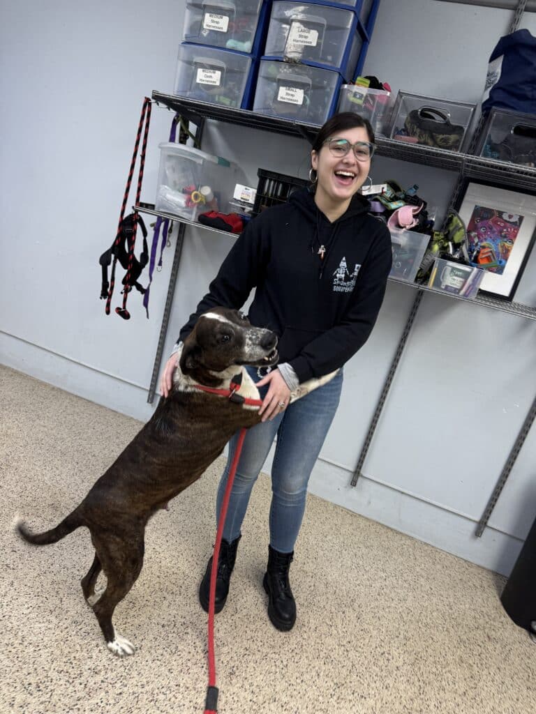 Smiling PSPCA staff member in branded hoodie with brindle pit bull on red leash inside a retail store