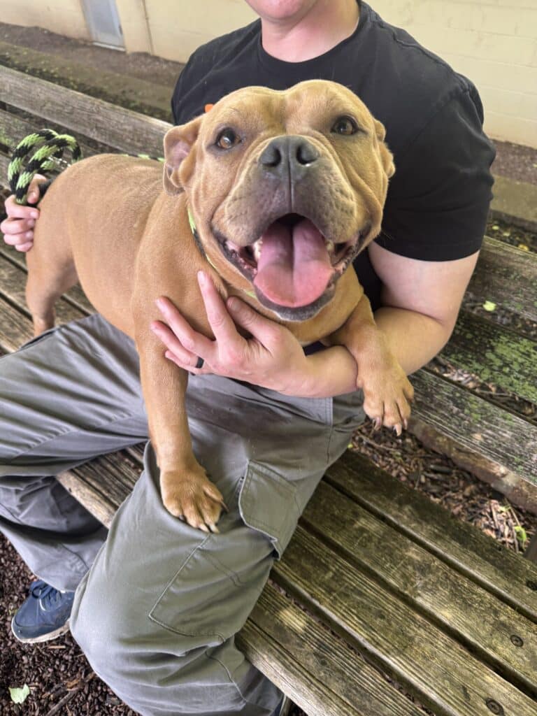 Person sitting on bench with ecstatic tan pit bull with huge smile — dog is leaning in joyfully, wooden fence background