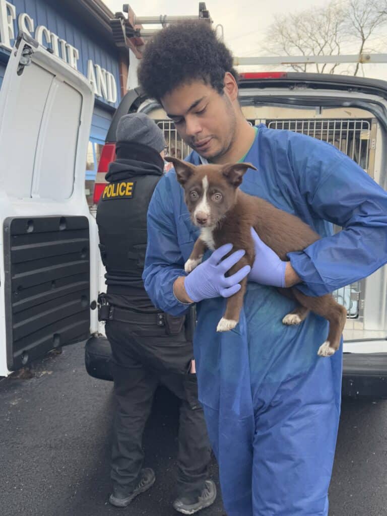 PSPCA staff and police officer holding a rescued brown and white puppy at the back of a rescue transport vehicle