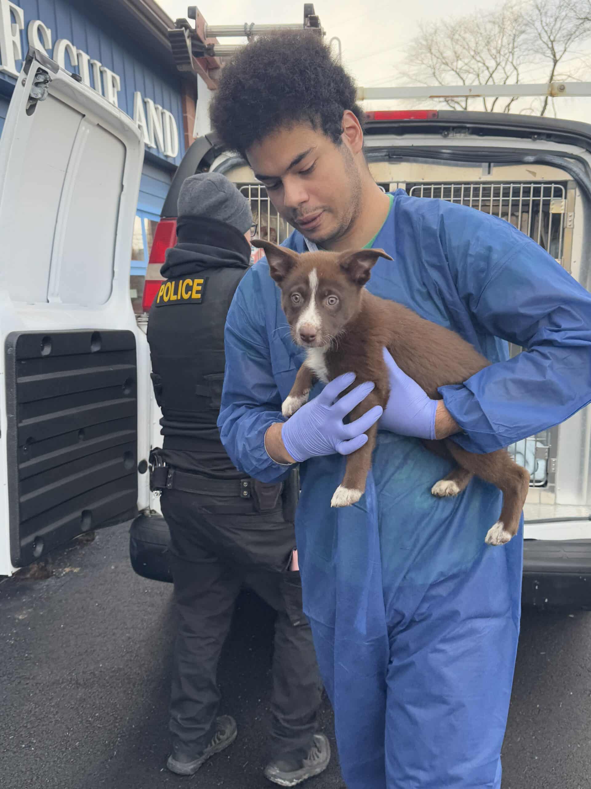 PSPCA staff and police officer holding a rescued brown and white puppy at the back of a rescue transport vehicle