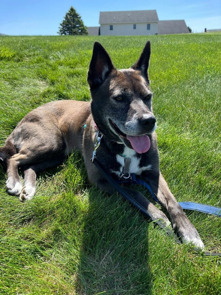 Brindle and tan shepherd-mix dog lying relaxed on lush green grass with barn in background, tongue out — pastoral, seren