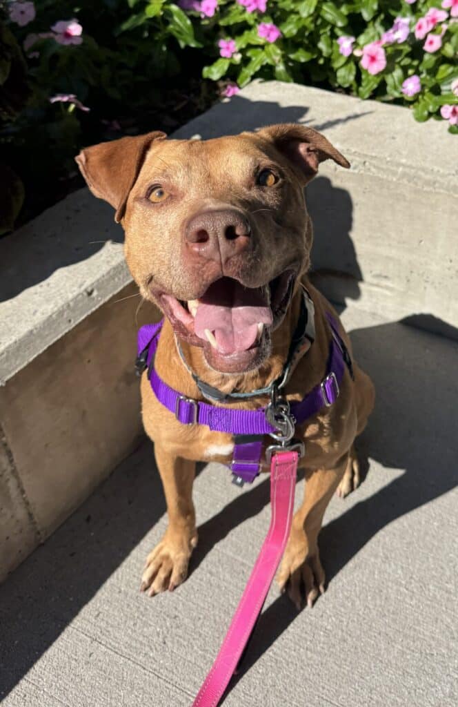 Tan pit bull in purple harness with pink leash sitting next to vibrant pink and green flower planters in sunshine — beau