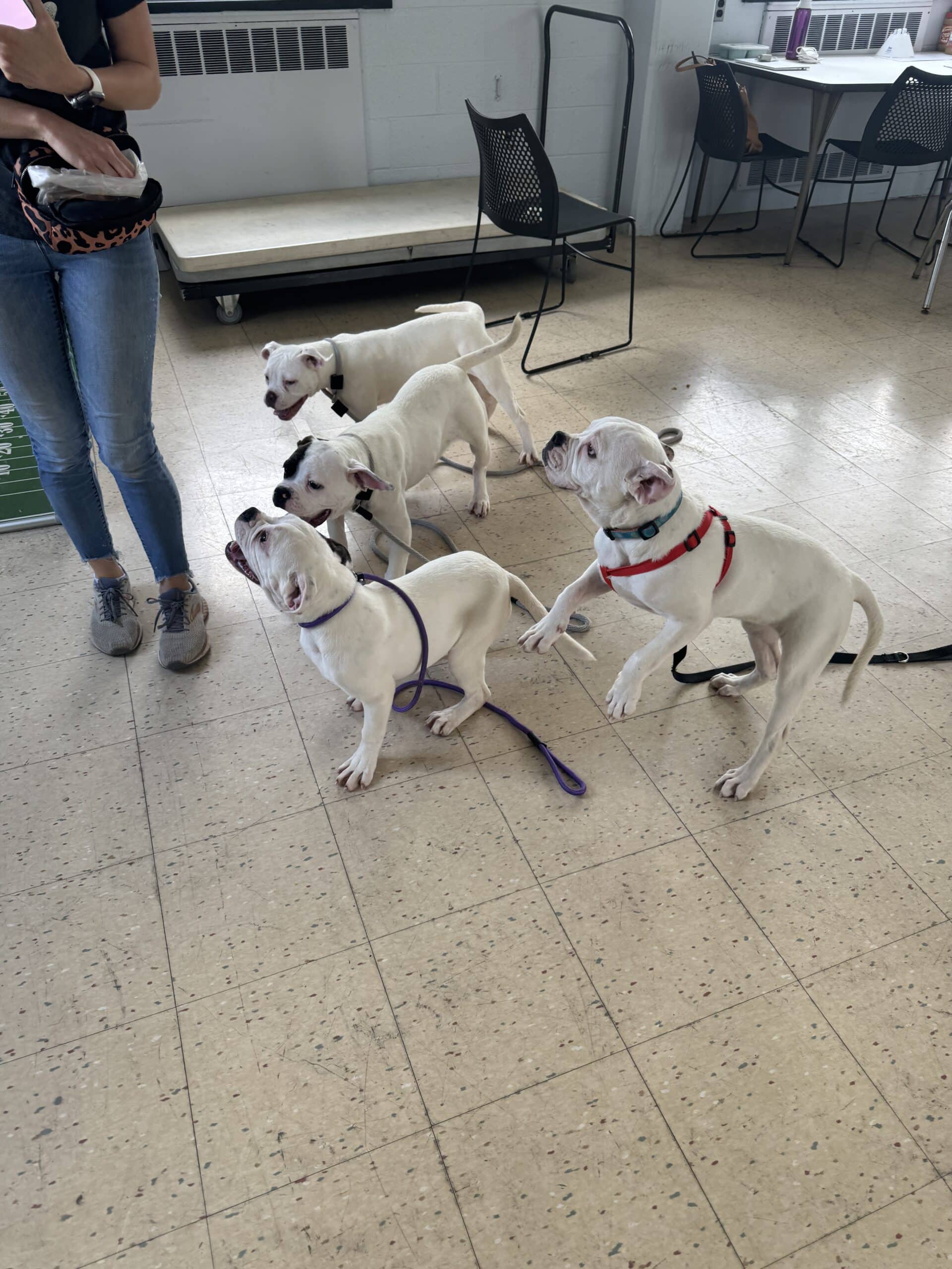 Four white pit bull puppies with red and purple collars gathered on the tile floor of the shelter lobby — adorable litte
