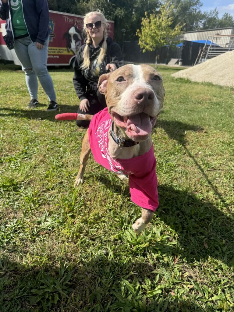 Brindle pit bull in pink bandana running on grass with two people behind at an outdoor PSPCA event