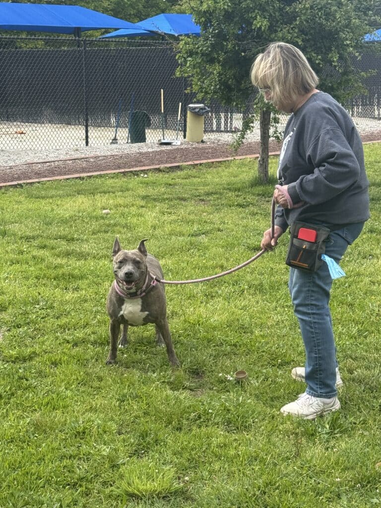Blonde woman walking a grey pit bull on a leash across green grass at a sunny outdoor event