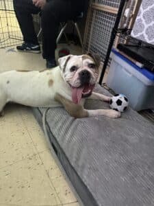 White and tan English Bulldog with tongue hanging sideways sitting on a grey couch next to a soccer ball in the shelter