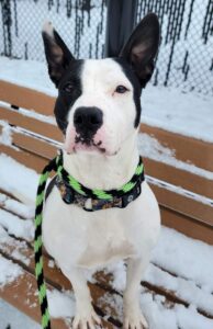 Black and white pit bull with perked ears sitting on a snowy bench with green-and-black braided leash — striking winter
