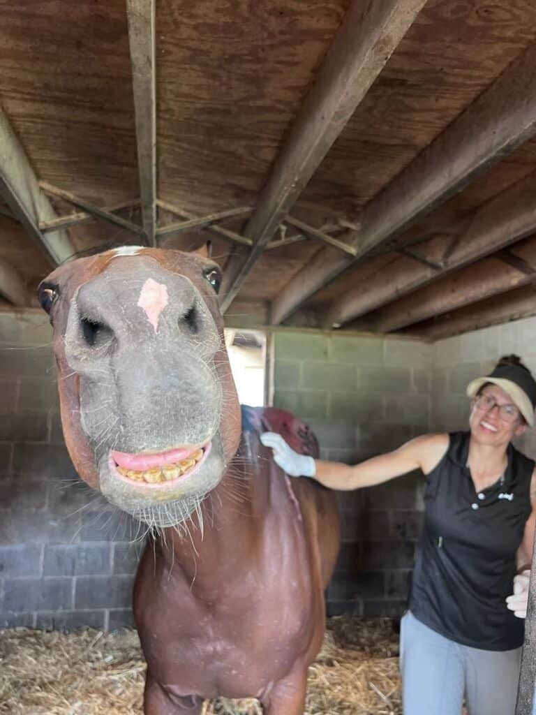 Brown horse with white blaze making a funny 'smile' face while a laughing staff member in black polo and hat stands besi