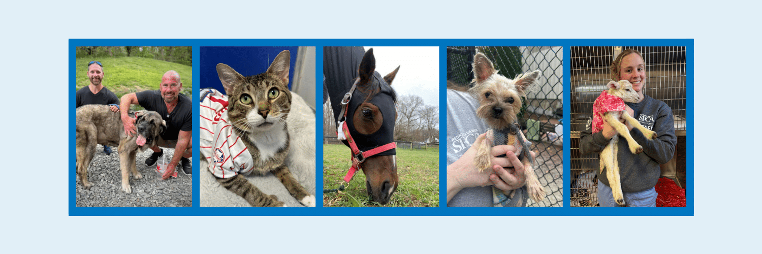 A set of 5 animal photos