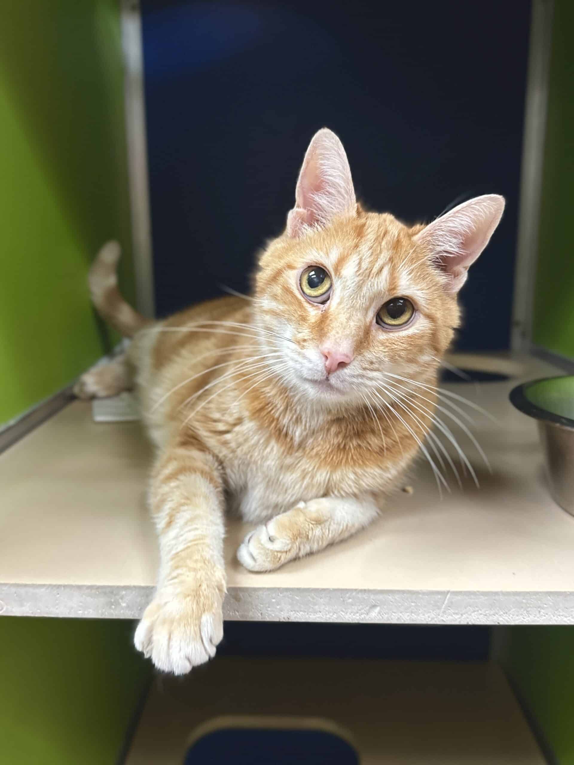 An orange cat