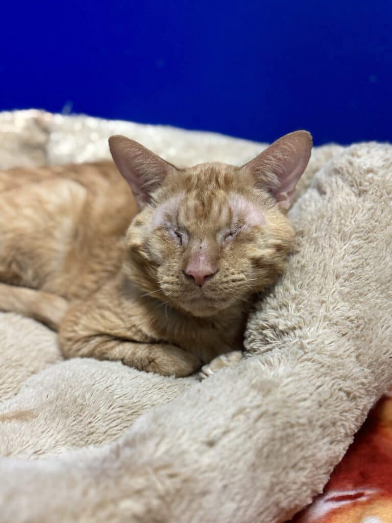 An orange cat with no eyes