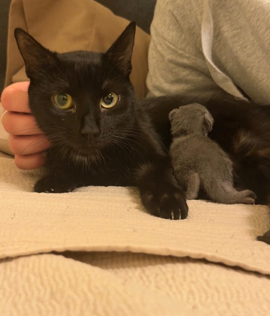 Mama cat feeding her kitten