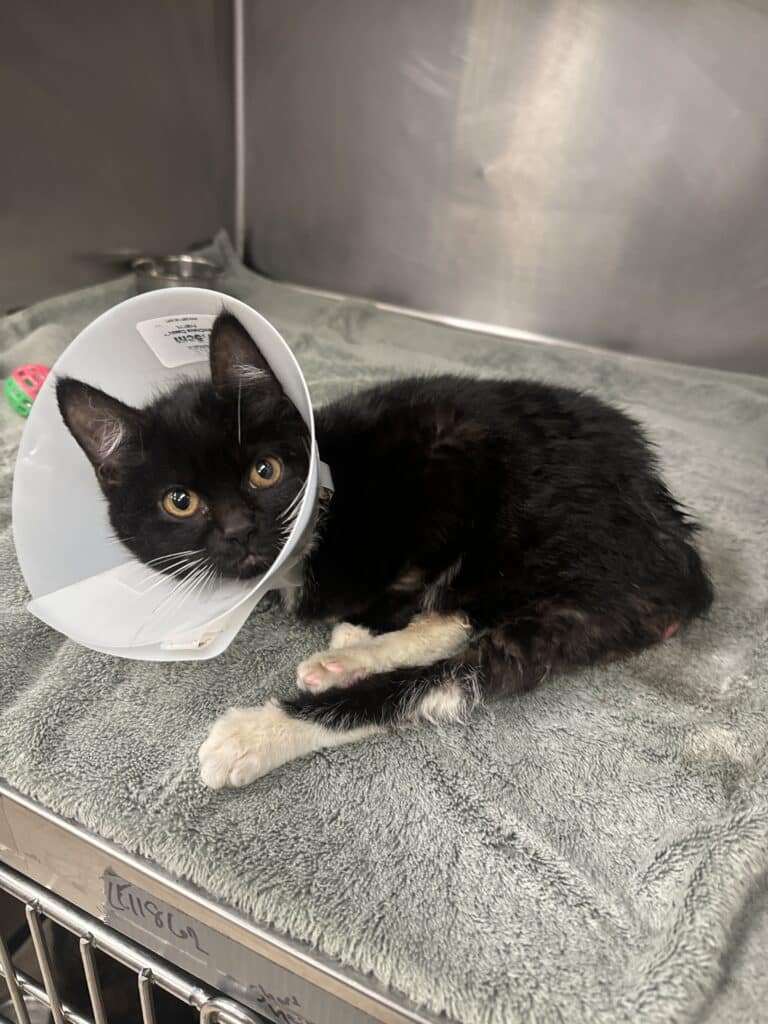 A small black and white cat wearing an Elizabethan collar