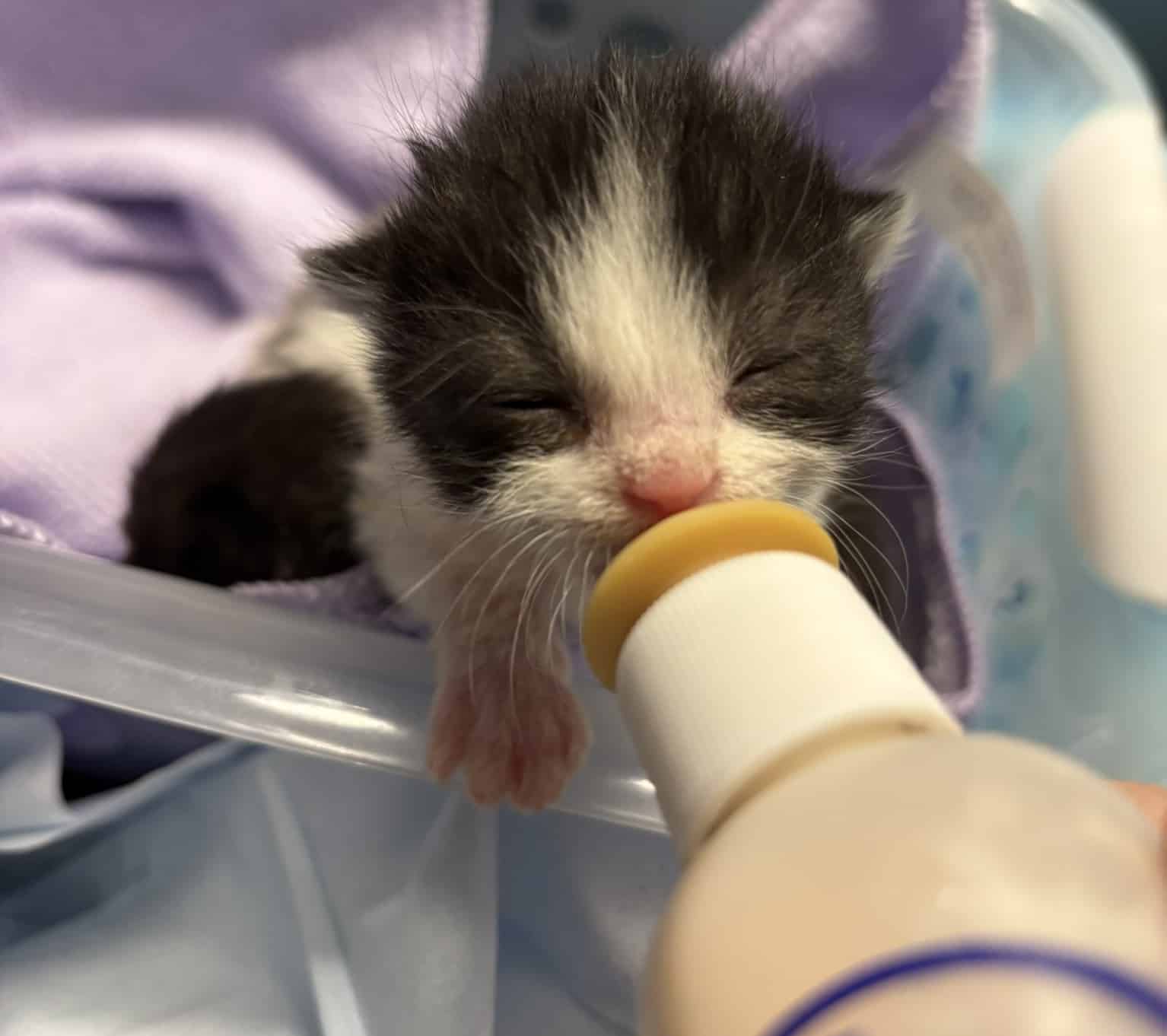 Tiny kitten drinking from a bottle