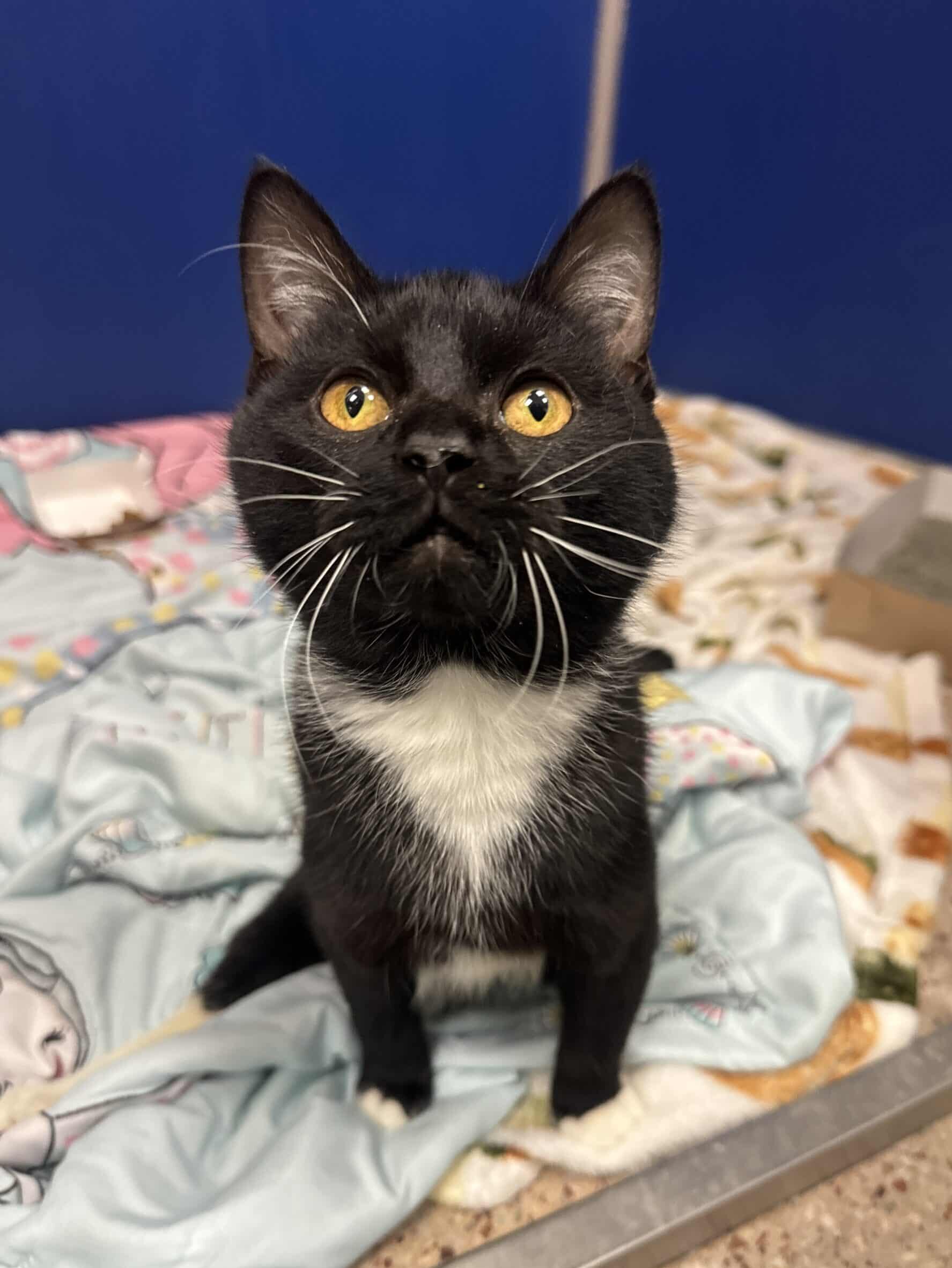 A small black and white cat