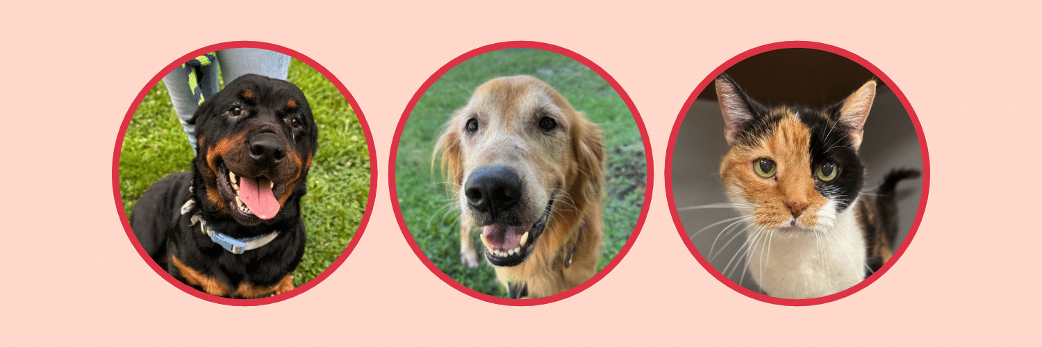 Photos of a Rottweiler, Golden retriever, and a cat