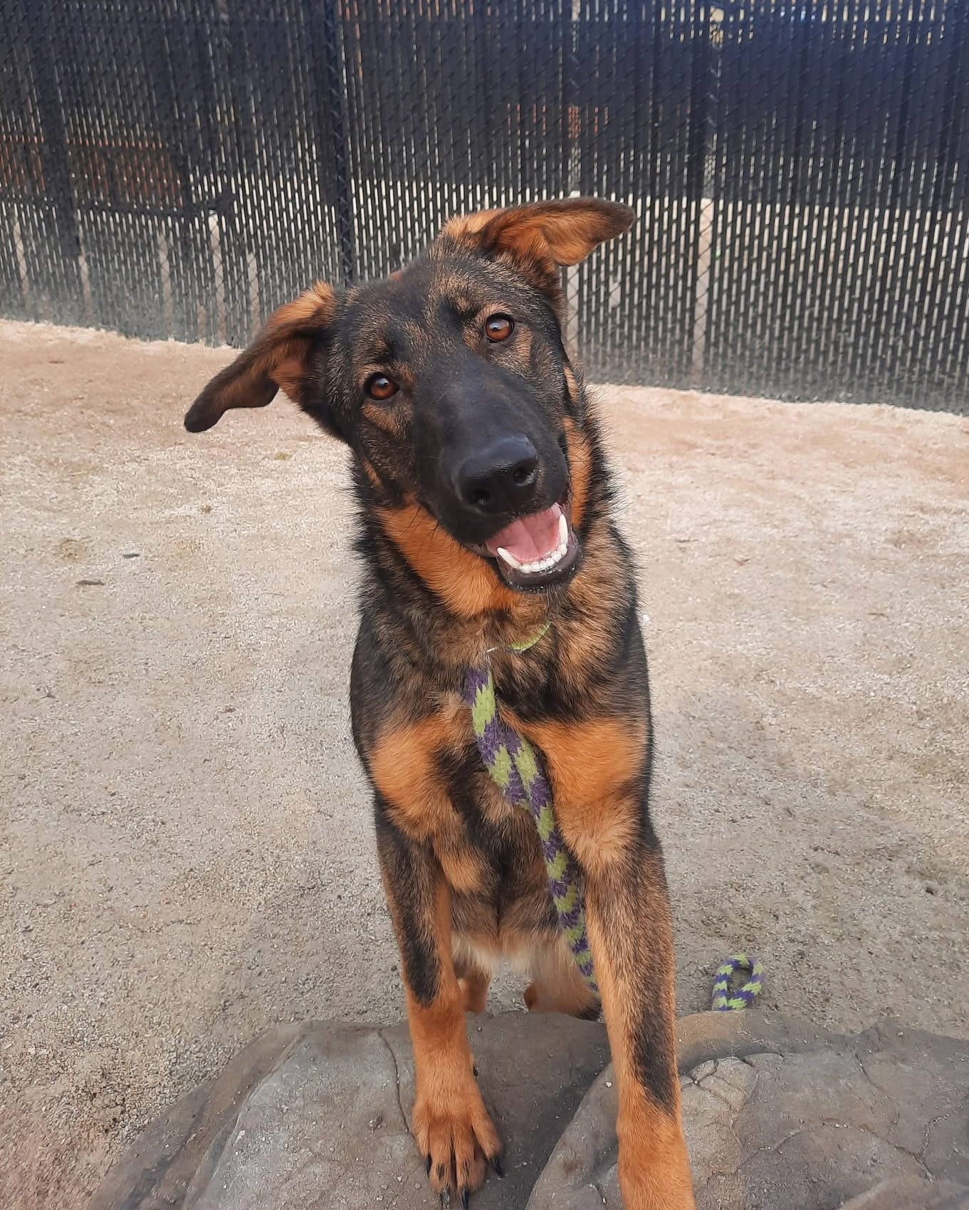 A shepherd type dog