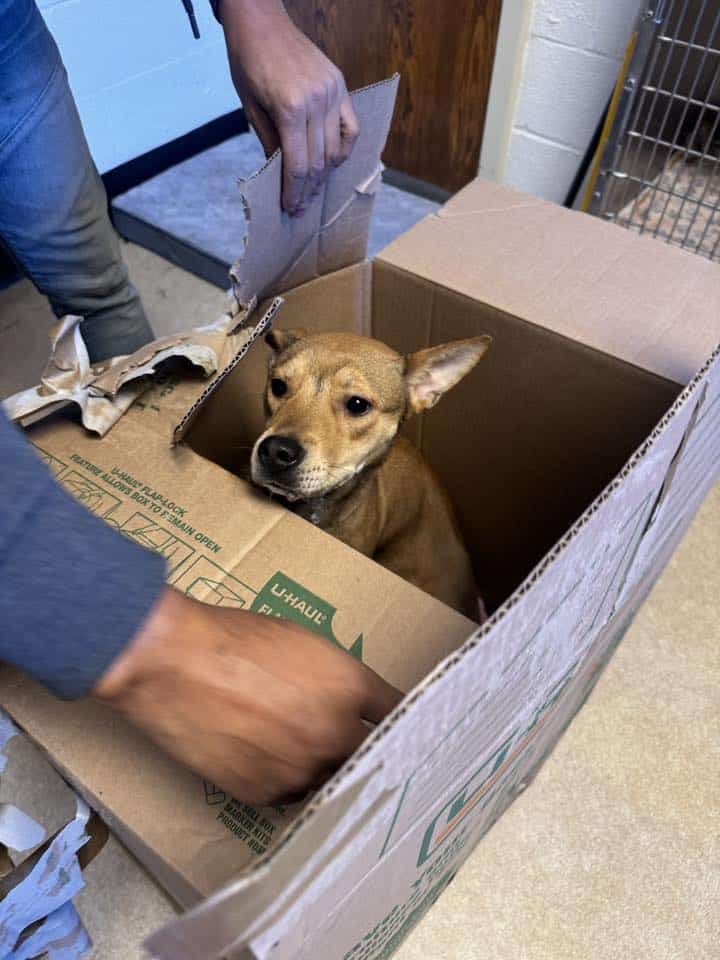 Photo of a dog peaking her head out of a moving box