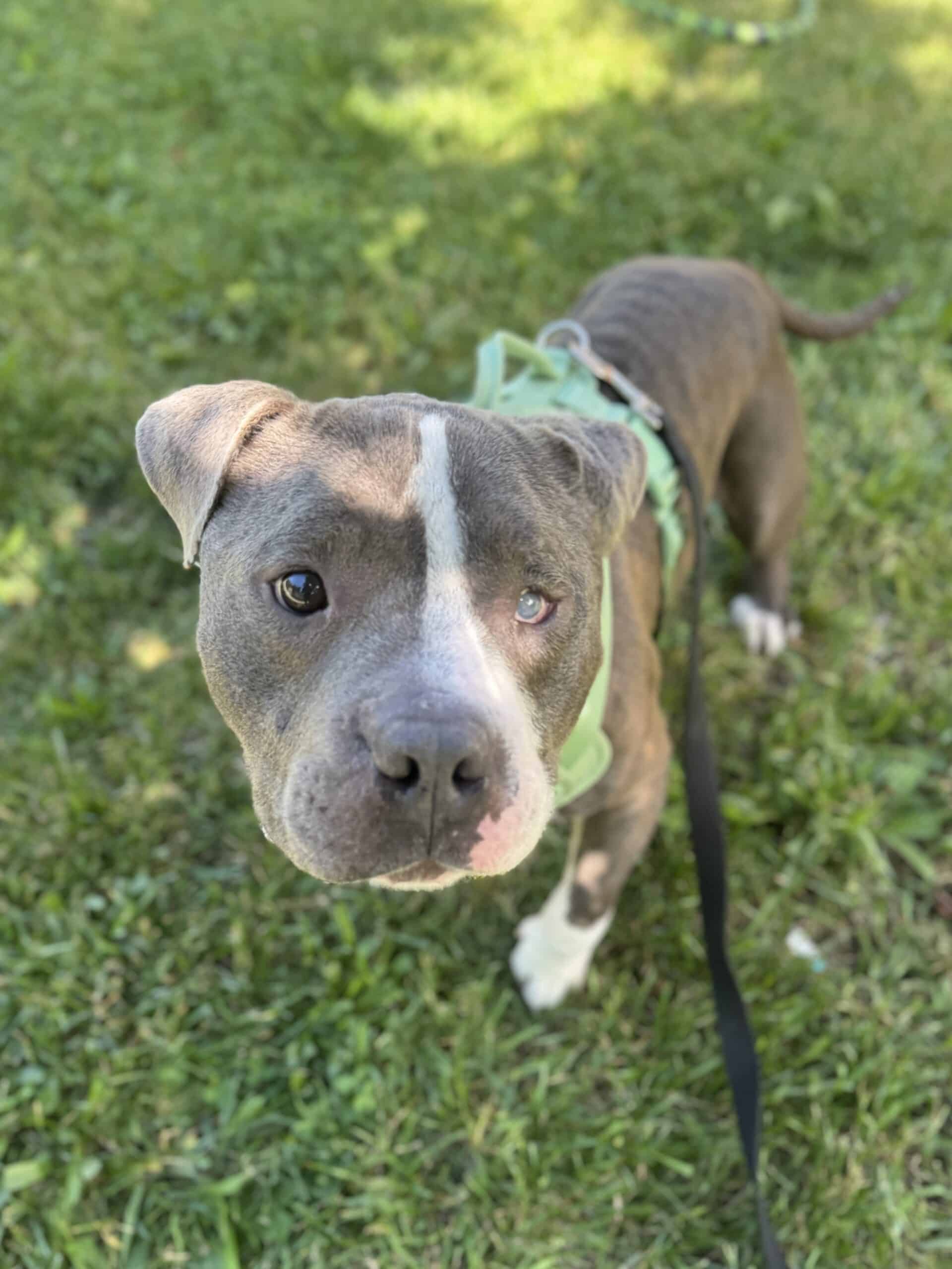 Photo of a dog with one eye