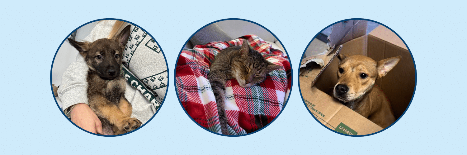 three phtos: one puppy, one cat, and one dog