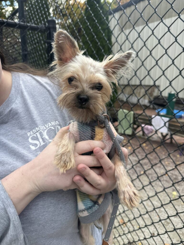 A small yorkie-type dog